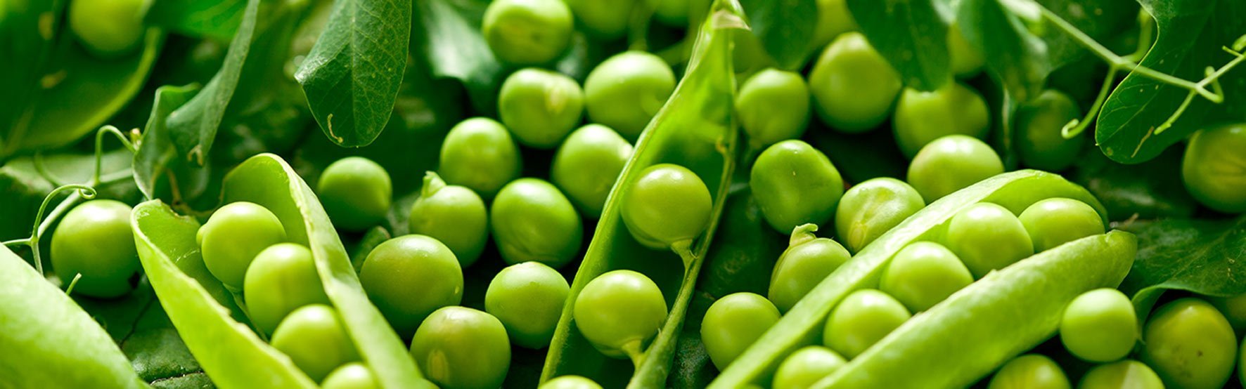 Family-Healthy-Eating-and-Nutrition-Advice-berkshire Family-Healthy-Eating-and-Nutrition-Advice-berkshire
